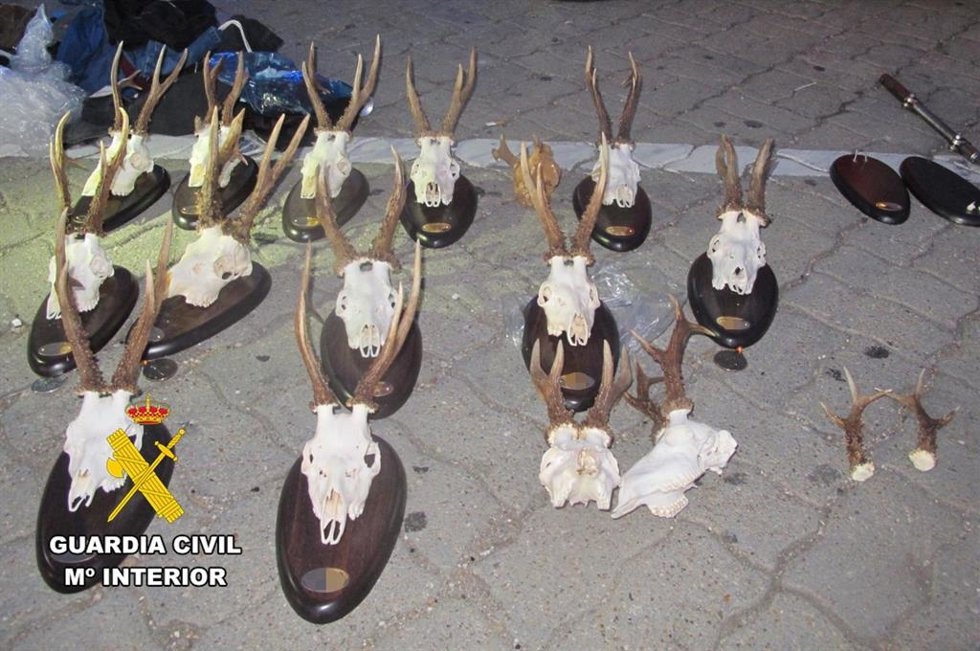 Trofeos incautados en la provincia de Burgos.
