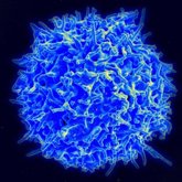 Foto: Descubren la célula del sistema inmune que se acumula con la edad y favorece la inflamación