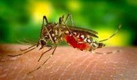 Andalucía eleva a 63 los casos de virus del Nilo tras detectar un nuevo caso en Gibraleón (Huelva)