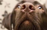 Foto: La OMS certifica la eliminación en Bután de la rabia humana transmitida por perros