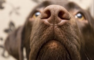Archivo - La OMS certifica la eliminación en Bután de la rabia humana transmitida por perros