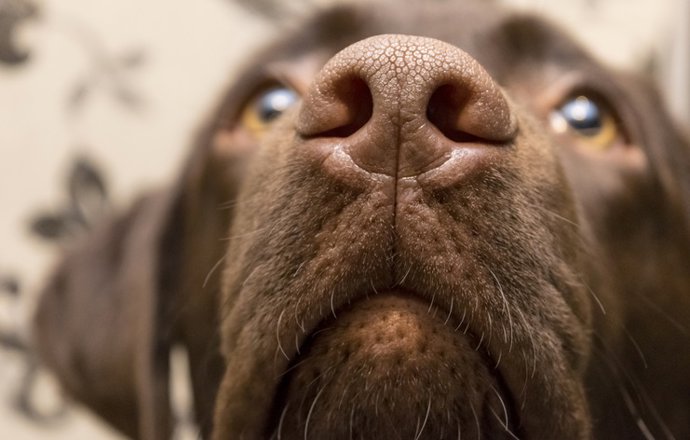Archivo - La OMS certifica la eliminación en Bután de la rabia humana transmitida por perros