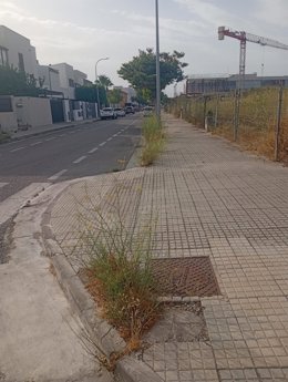 Maleza en la acera.