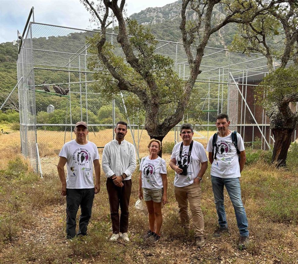 Reintroducción del buitre negro en la provincia de Cádiz.