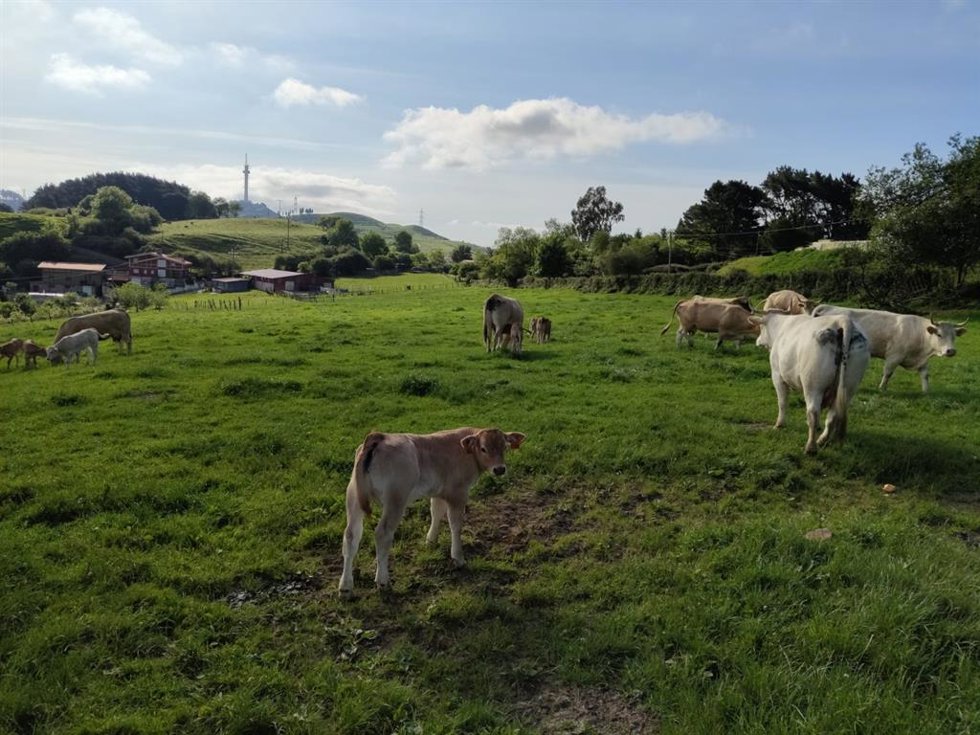 Archivo - Ganado pastando en La Arboleda (Bizkaia)