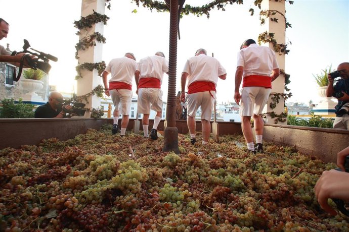 Pisadores de uva durante la ceremonia de la Pisa de la Uva enmarcada en la programación de las Fiestas de la Vendimia. A 01 de septiembre de 2026, en Jerez de la Frontera, Cádiz (Andalucía, España).