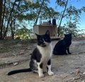 Gestoras de colonias felinas exigirán en una manifestación que los ayuntamientos cumplan con su responsabilidad por ley
