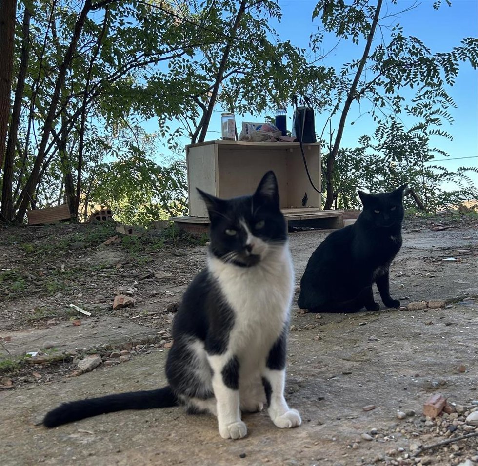 Colonia felina