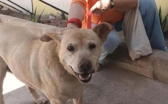 Inician un expediente sancionador por el abandono de una perra con una multa de 10.000 euros en Eivissa