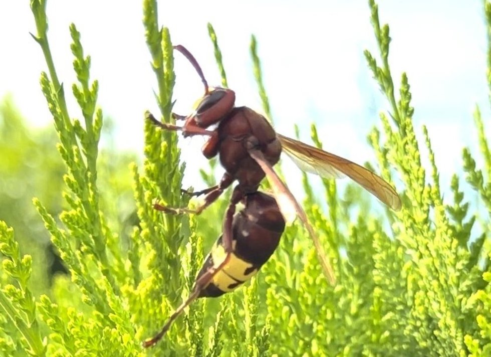 Reina Vespa orientalis en Córdoba.