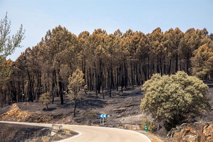 Archivo - Terreno quemado por el incendio forestal, a 23 de julio de 2026, en La Mierla, Guadalajara, Castilla-La Mancha (España). Según fuentes del gobierno regional, el fuego de La Mierla, que cumple su primera semana activo y que ya ha calcinado unas 3