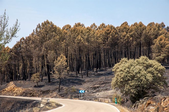 Archivo - Arquivo - Área queimada pelo incêndio florestal, em 23 de julho de 2026, em La Mierla, Guadalajara, Castela-La Mancha (Espanha). De acordo com fontes do governo regional, o incêndio de La Mierla, que completa sua primeira semana em atividade e j