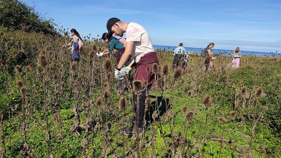 Participantes del proyecto Santander Capital Natural en una jornada de recogida de semillas en Cueto.