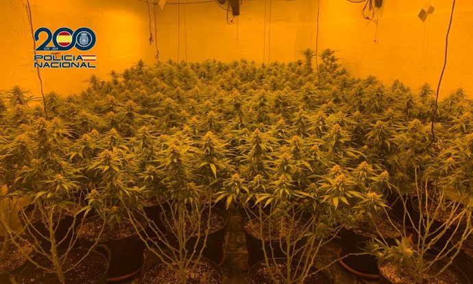 Archivo - Parte de las plantas de marihuana incautadas en el marco de una operación desarrollada en el barrio de Los Mateos, en Cartagena (Murcia), que incluyó registros en cinco inmuebles