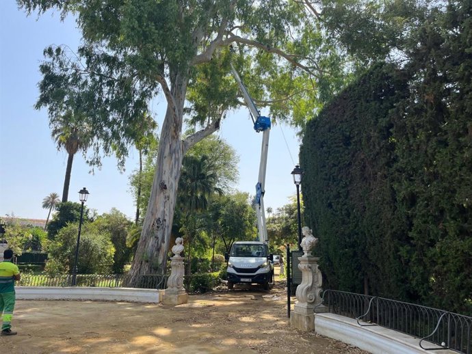 Imagen de la instalación de un sistema de suspensión dinámica en un eucalipto de los Jardines de las Delicias.