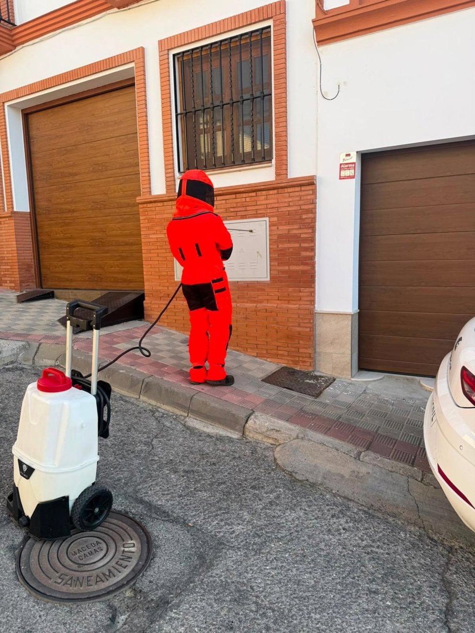 Labores de control y prevención del avispón oriental en Alcalá de Guadaíra (Sevilla).