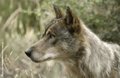 Amigos de la Tierra denuncia falta de transparencia en el periodo de caza del lobo en La Rioja