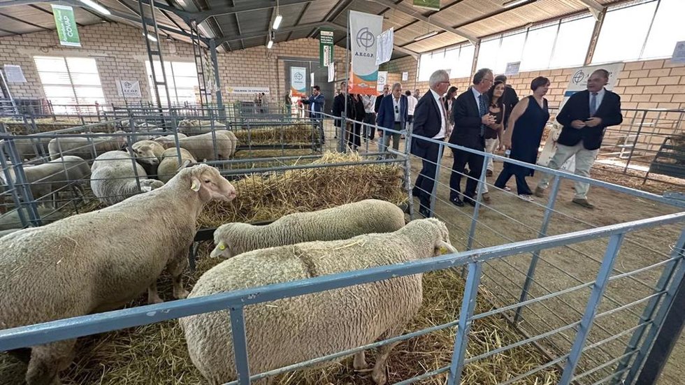 Visita del delegado del Gobierno en Extremadura, José Luis Quintana, al Salón del Ovino de Castuera (Badajoz), a 6 de septiembre de 2026.