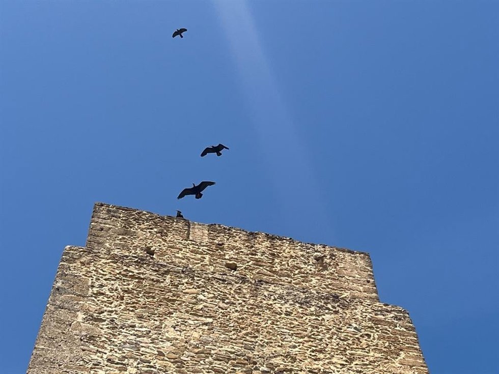 Imagen del ave 'ibis emerita'.