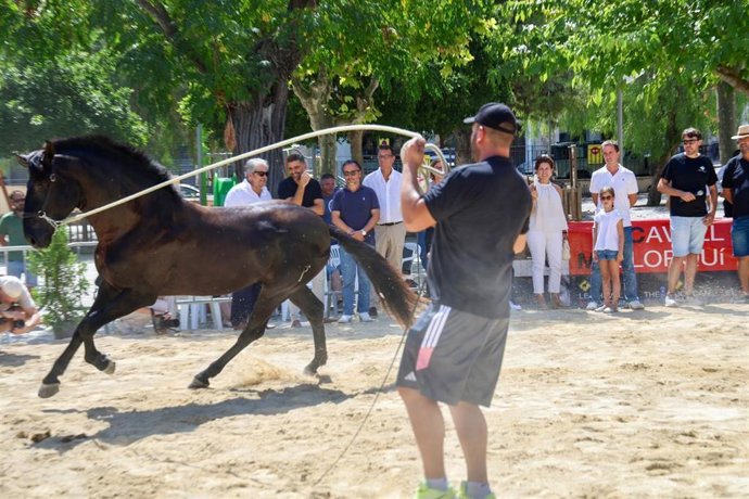 Sineu acoge la primera Diada del Caballo Mallorquín