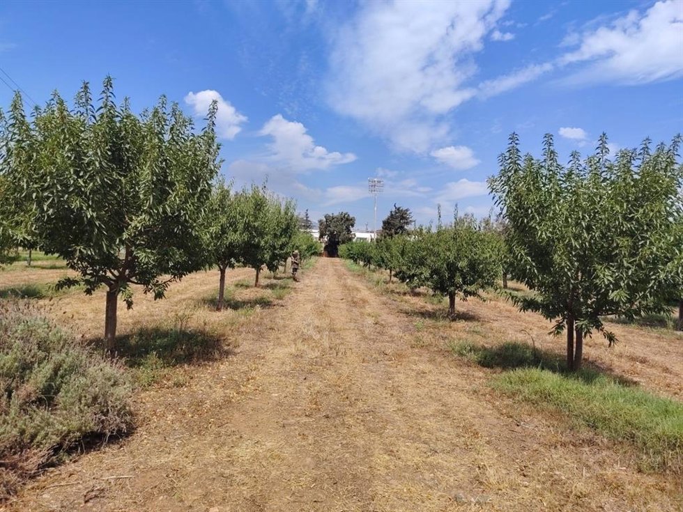 Campo de almendros.