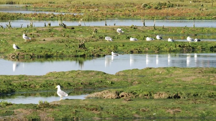 Fomento adjudica por 180.391 euros la renovación del saneamiento de la cuenca del arroyo Pozeirún, en Escalante