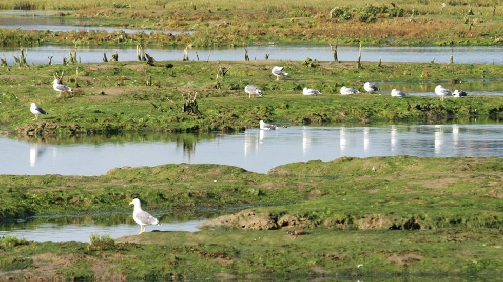 Fomento adjudica por 180.391 euros la renovación del saneamiento de la cuenca del arroyo Pozeirún, en Escalante