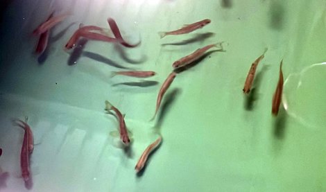 EpAgro - Pesca