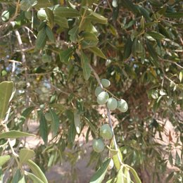 Oliveres