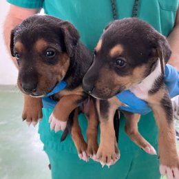 Cachorros abandonados y gestionados por el Centro de Sanidad y Bienestar Animal (SBA), gestionado por la Empresa Municipal Saneamientos de Córdoba (Sadeco).