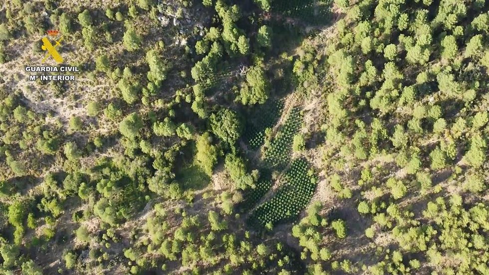 Plantación de marihuana.