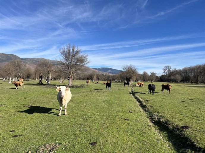 Explotación ganadera en la Comunidad de Madrid