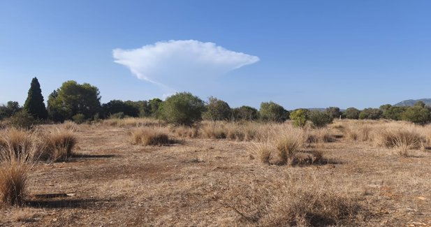 C. Valenciana