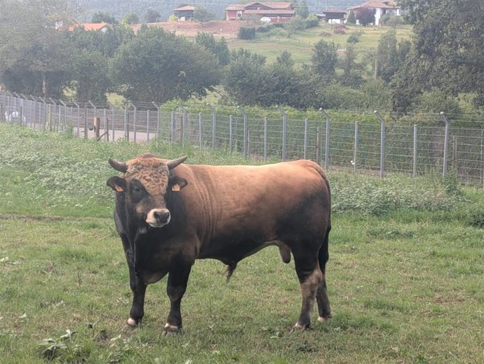 Toro, ganadería, ganado vacuno
