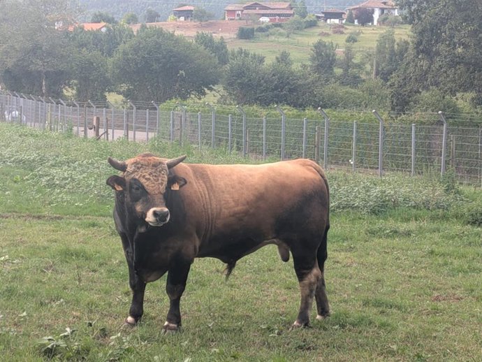 Toro, ganadería, ganado vacuno