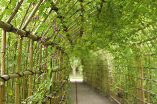 Tokio impulsa su turismo de otoño con festivales florales y museos nocturnos