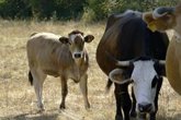 Foto: Identifican en el calostro bovino moléculas con potencial terapéutico en cáncer