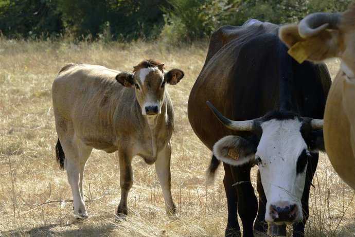 Una vaca y un ternero, a 21 de agosto de 2026, en Ourense.