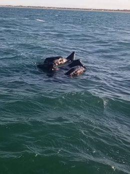 Rescatadas dos personas a la deriva en una neumática con vía de agua frente a las costas de Doñana.