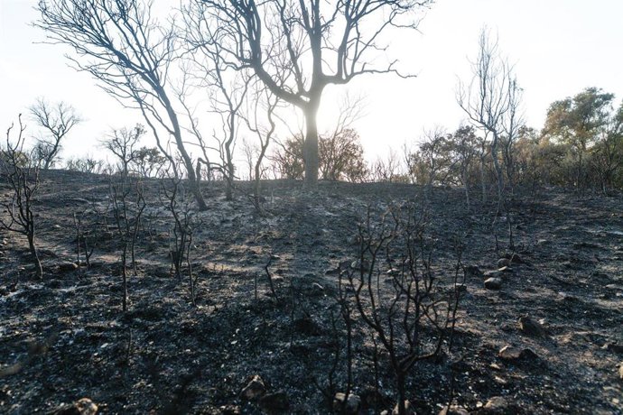 Archivo - Vista de las zonas más afectadas por el incendio declarado el pasado lunes 11 de agosto en Tres Cantos, a 14 de agosto de 2025, en Tres Cantos, Madrid (España). 