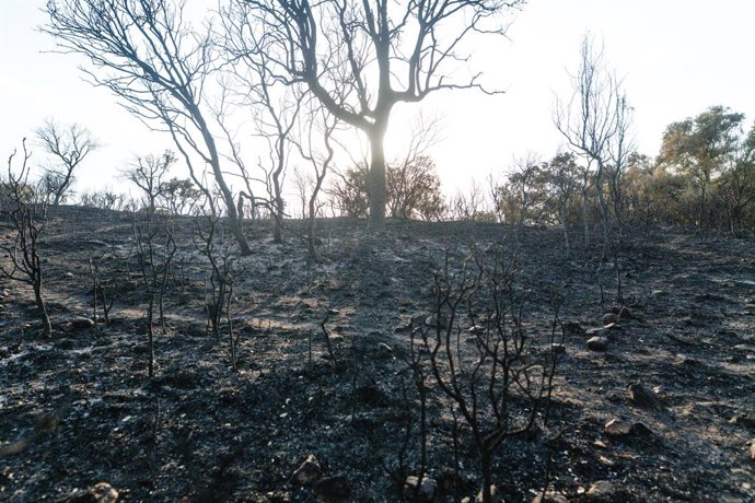 Archivo - Vista de las zonas más afectadas por el incendio declarado el pasado lunes 11 de agosto en Tres Cantos, a 14 de agosto de 2025, en Tres Cantos, Madrid (España). 