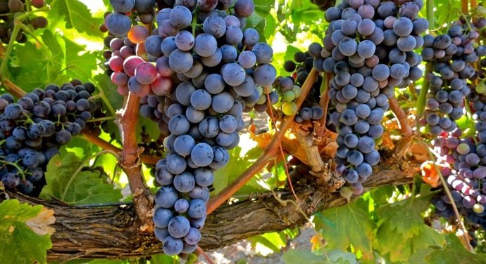 Imagen de archivo de un viñedo de la D.O Ribera del Duero