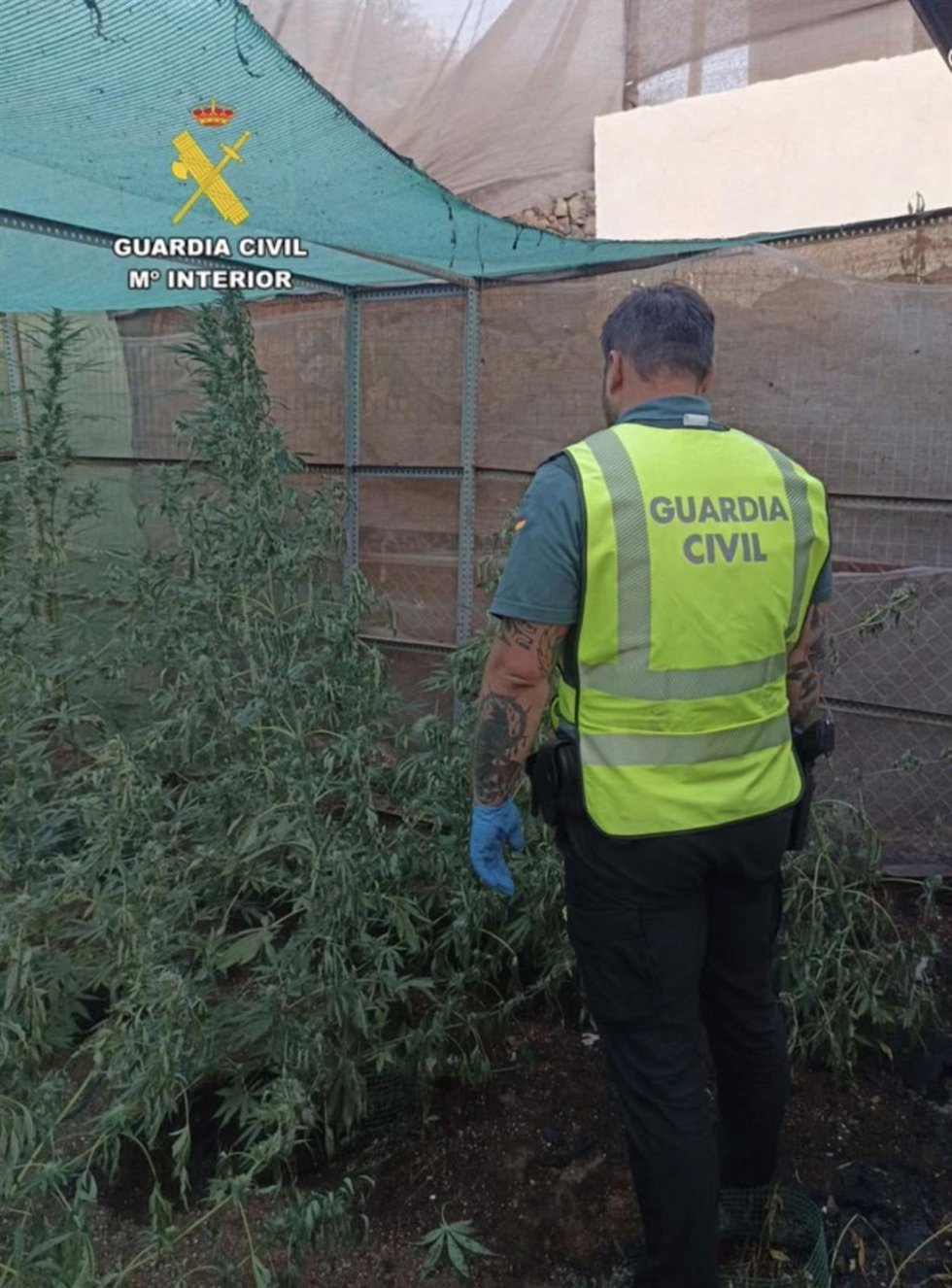 Un agente de la Guardia Civil al descubrir una plantación de marihuana en Arafo (Tenerife)