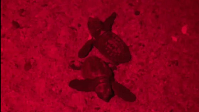 Crías de tortuga boba en el nido de l'Estartit.