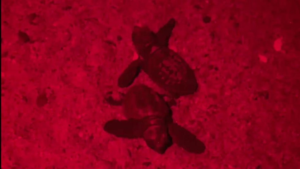 Crías de tortuga boba en el nido de l'Estartit.