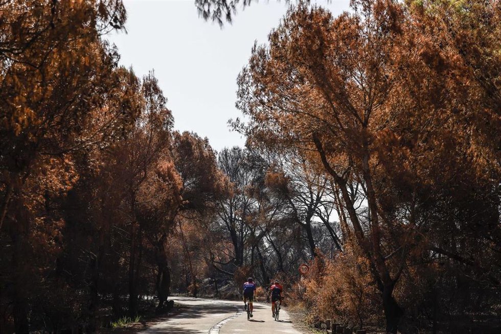 Zonas calcinadas tras el incendio declarado recientemente en El Saler, a 8 de septiembre de 2026, en El Saler, Valencia, Comunidad Valenciana (España).  