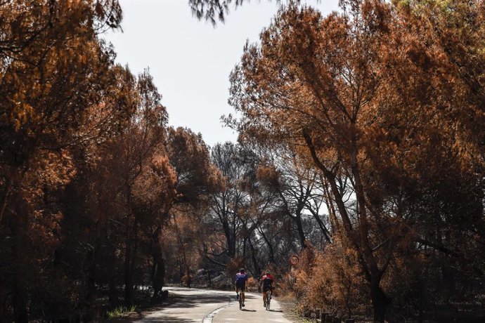 Zones calcinades després de l'incendi declarat recentment al Saler, a 8 de setembre del 2026, al Saler, València, Comunitat Valenciana (Espanya).  