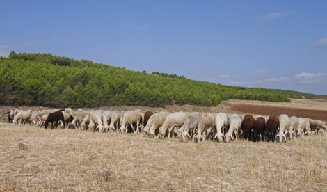 EpAgro - Agricultura