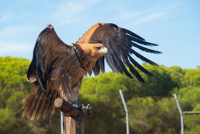 Archivo - Un ejemplar de águila imperial ibérica.