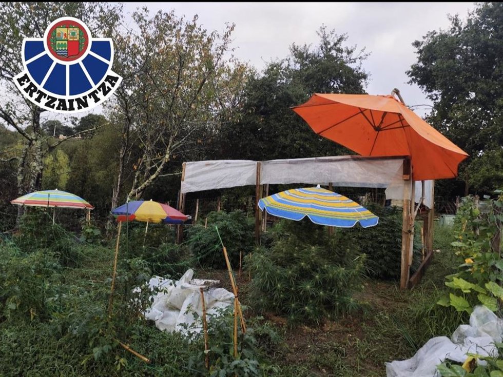 Plantación de marihuana desmantelada en Lemoiz